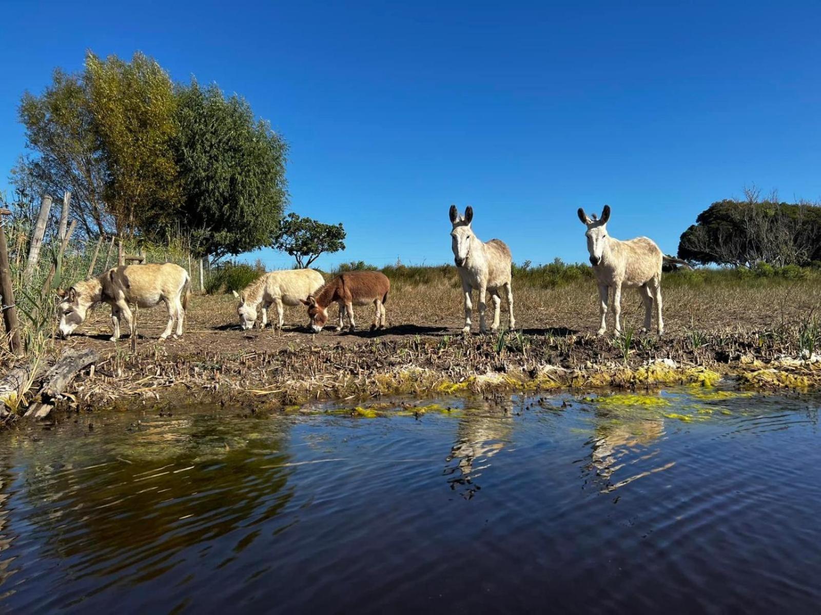 Rivergate Guest Farm Stanford Dış mekan fotoğraf